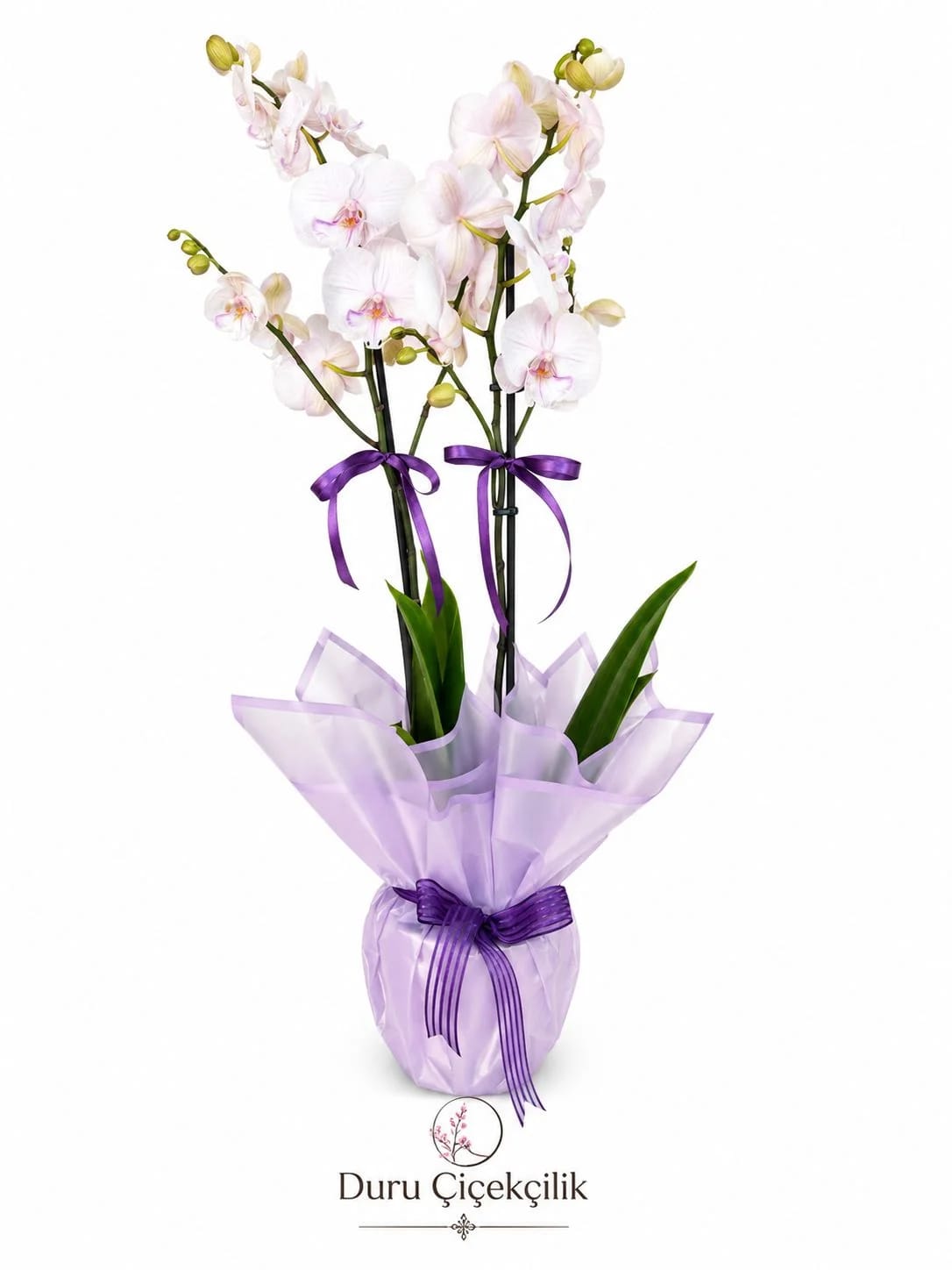Asil Düşler - 2 Dallı Pudra Pembe Phalaenopsis Orkide