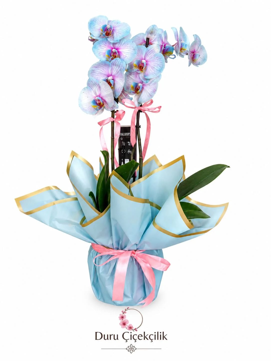 Masalsı Rüya - Çift Dallı Buz Mavisi Phalaenopsis Orkide