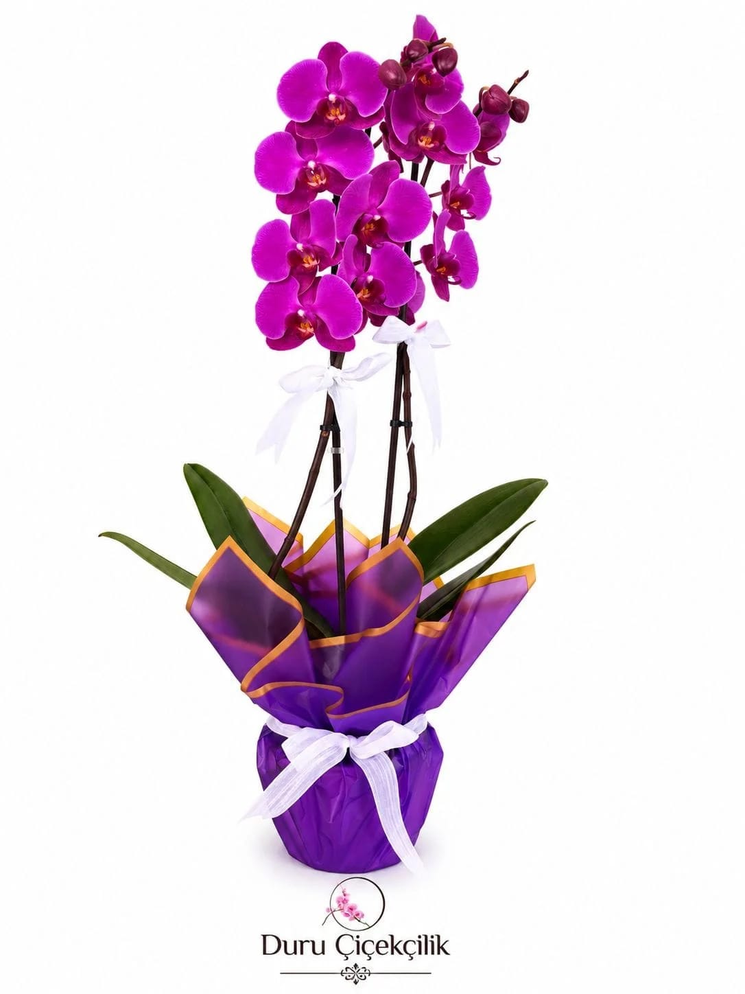 Mor Asalet - Çift Dallı Fuşya Phalaenopsis Orkide
