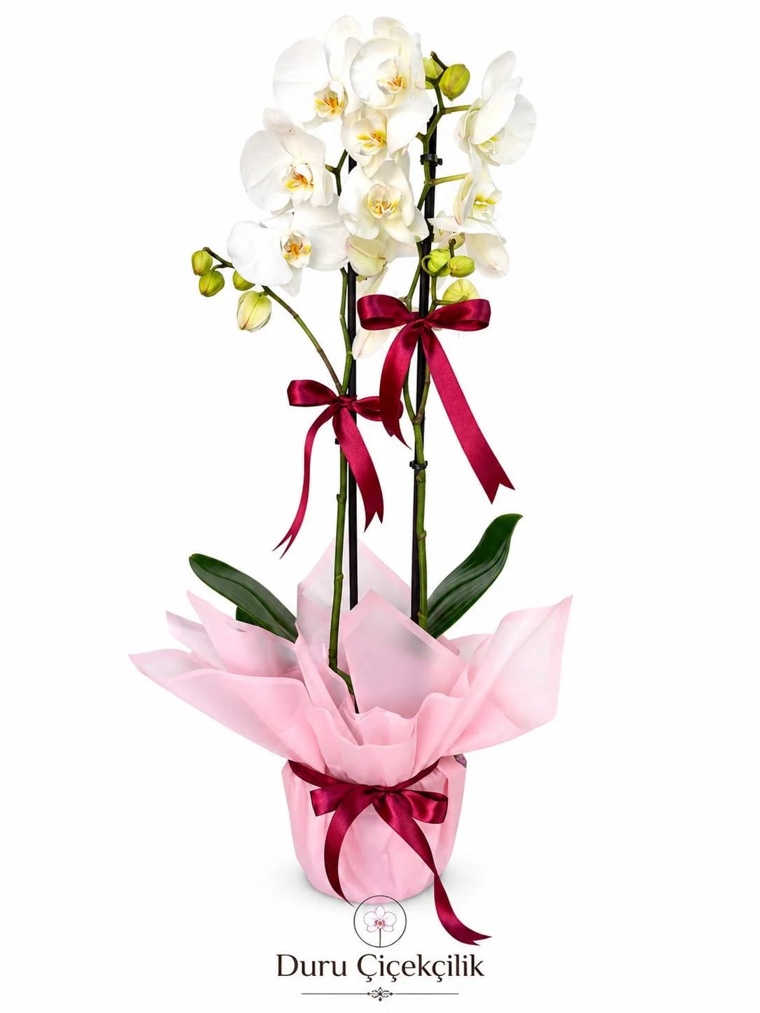 Saf Masumiyet - Çift Dallı Beyaz Phalaenopsis Orkide
