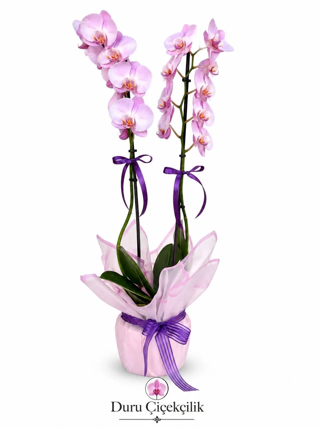 Lila Zarafeti - Çift Dallı Pastel Mor Phalaenopsis Orkide