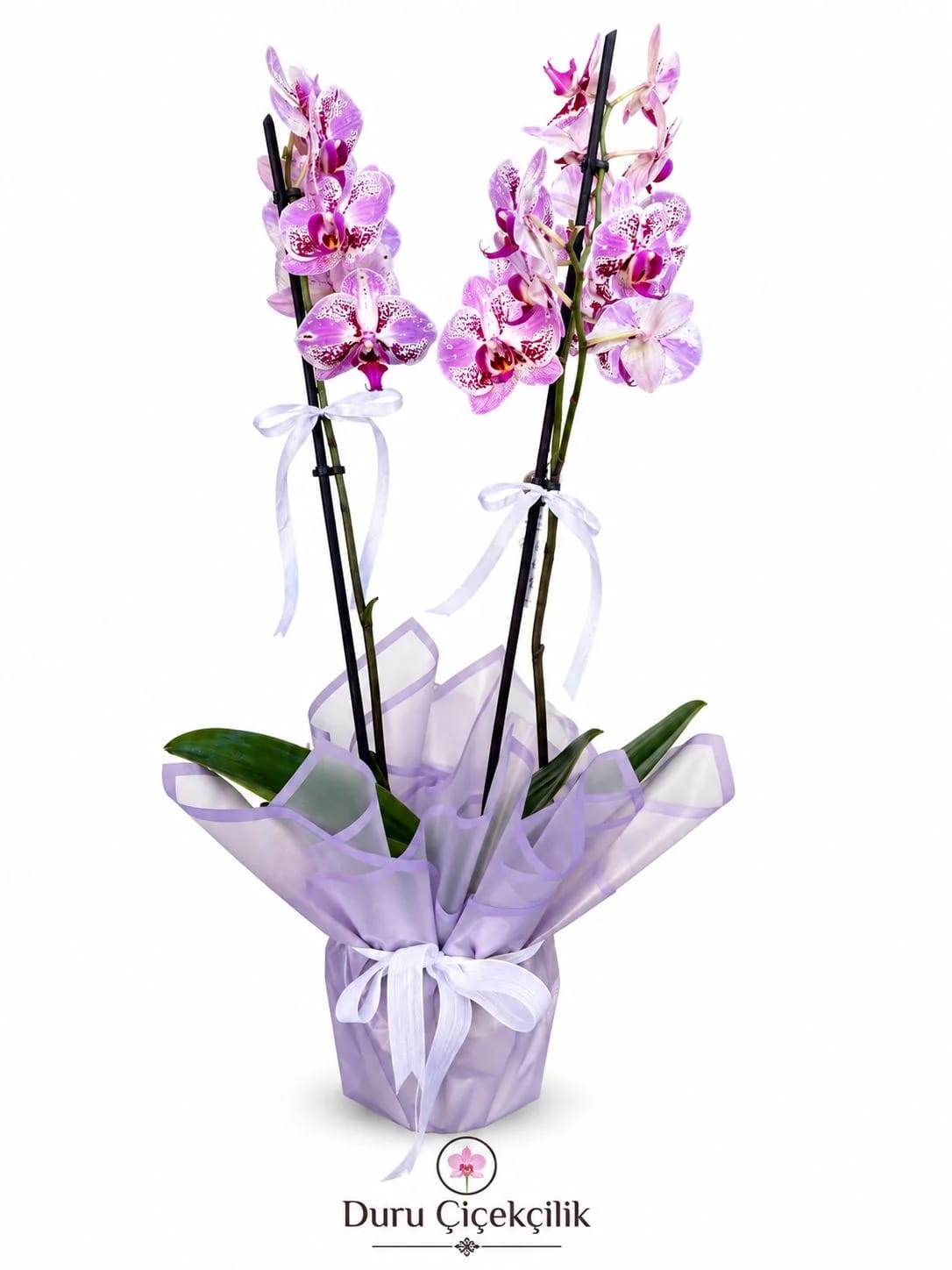 Ebruli Düşler - Çift Dallı Benekli Lila Phalaenopsis Orkide
