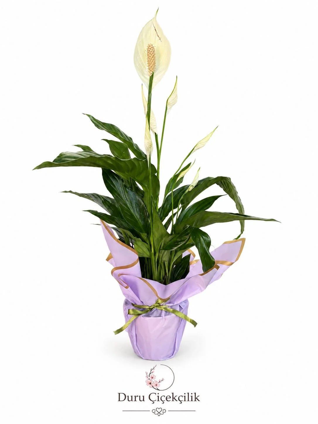 Huzurun Simgesi - Barış Çiçeği (Spathiphyllum)