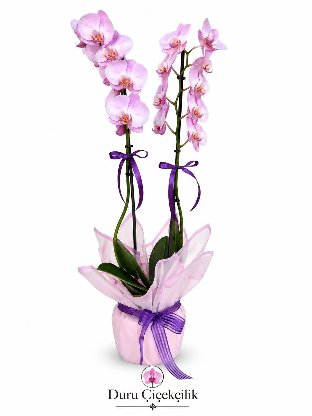 Lila Zarafeti - Çift Dallı Pastel Mor Phalaenopsis Orkide